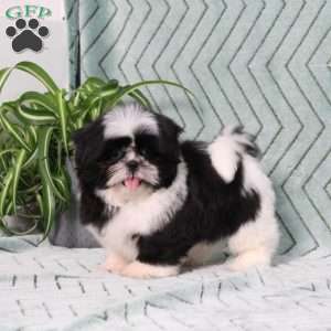 Polecat, Shih Tzu Puppy